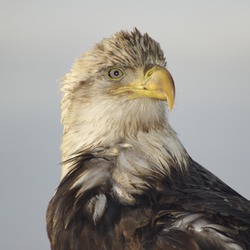 aguila Eagle American Bald picture Bald_Eagle_Alaska_(6)