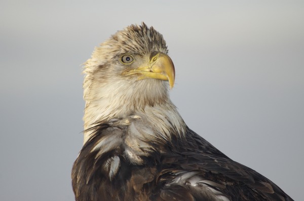 aguila Eagle American Bald picture Bald_Eagle_Alaska_(6)