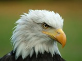 aguila Eagle American picture Bald Bald_Eagle_Head