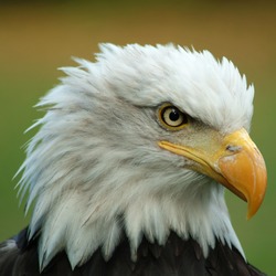 aguila Eagle American picture Bald Bald_Eagle_Head