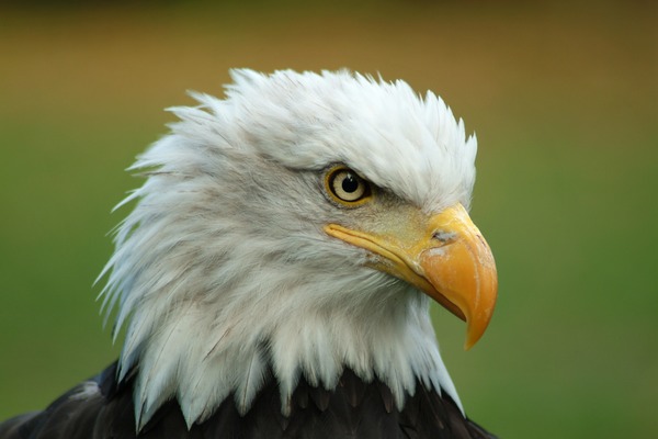 aguila Eagle American picture Bald Bald_Eagle_Head