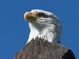 aguila Eagle Bald American picture Haliaeetus_leucocephalus5_(softeis)