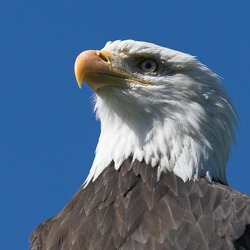 aguila Eagle Bald American picture Haliaeetus_leucocephalus5_(softeis)