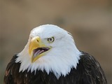 aguila Eagle picture American Bald Eagle_Bokeh