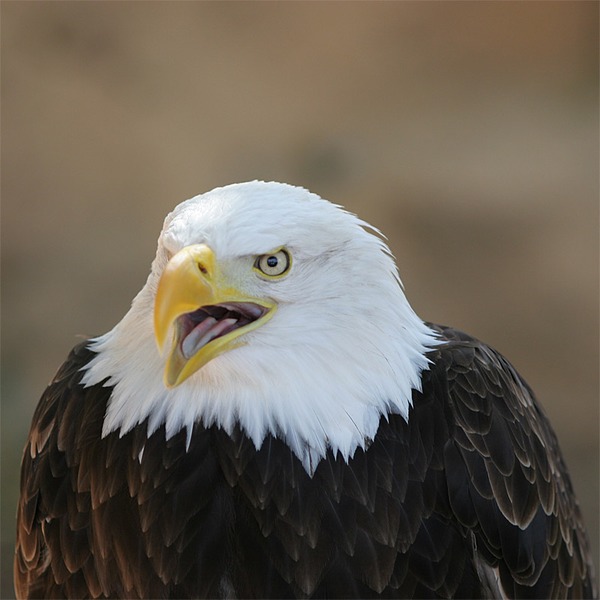 aguila Eagle picture American Bald Eagle_Bokeh