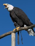 aguila Eagle picture American Bald Haliaeetus_leucocephalus2_(softeis)