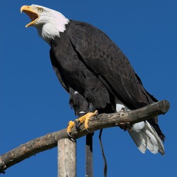 aguila Eagle picture American Bald Haliaeetus_leucocephalus2_(softeis)