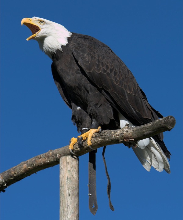 aguila Eagle picture American Bald Haliaeetus_leucocephalus2_(softeis)