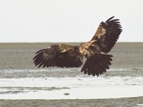 aguila Eagle picture Bald American Juvebaldeagle-06may3