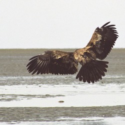 aguila Eagle picture Bald American Juvebaldeagle-06may3