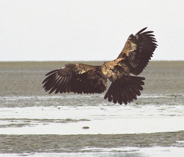 aguila Eagle picture Bald American Juvebaldeagle-06may3