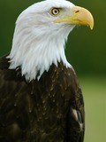 aguila picture American Eagle Bald Bald_Eagle_-__Helga__-_Haliaeetus_leucocephalus2