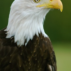 aguila picture American Eagle Bald Bald_Eagle_-__Helga__-_Haliaeetus_leucocephalus2