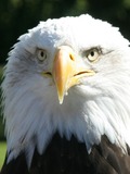 aguila picture Bald American Eagle bald_Eagle_Head_2_(1225541248)