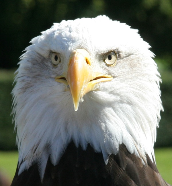 aguila picture Bald American Eagle bald_Eagle_Head_2_(1225541248)