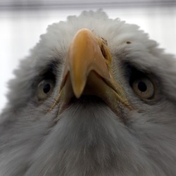 aguila picture Eagle American Bald Flickr_-_law_keven_-_American_Bold_Eagle..