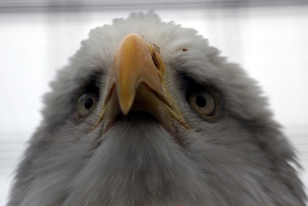 aguila picture Eagle American Bald Flickr_-_law_keven_-_American_Bold_Eagle..