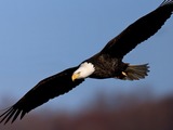 aguila picture Eagle Bald American Bald-eagle-44