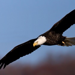 aguila picture Eagle Bald American Bald-eagle-44