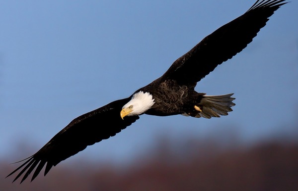 aguila picture Eagle Bald American Bald-eagle-44