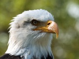 picture American Bald Eagle aguila Haliaeetus_leucocephalus_LC0198