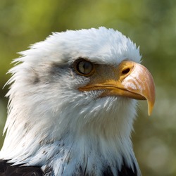 picture American Bald Eagle aguila Haliaeetus_leucocephalus_LC0198