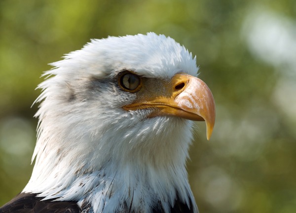 picture American Bald Eagle aguila Haliaeetus_leucocephalus_LC0198