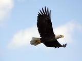 picture American Eagle Bald aguila Haliaeetus_leucocephalus_in_flight_over_KSC