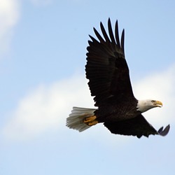 picture American Eagle Bald aguila Haliaeetus_leucocephalus_in_flight_over_KSC