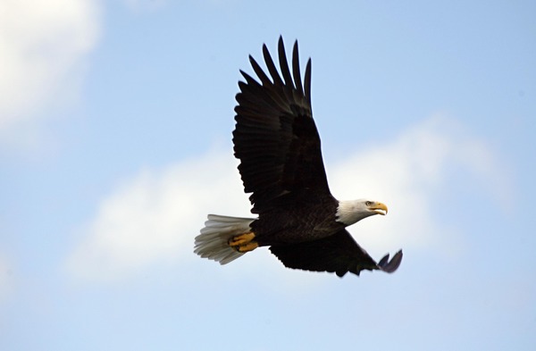 picture American Eagle Bald aguila Haliaeetus_leucocephalus_in_flight_over_KSC