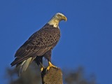 picture American Eagle Bald aguila aguila 025_Bald_Eagle