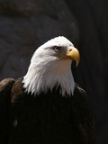 picture American aguila Eagle Bald picture Eagle Bald American aguila Bald_Eagle