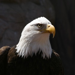 picture American aguila Eagle Bald picture Eagle Bald American aguila Bald_Eagle