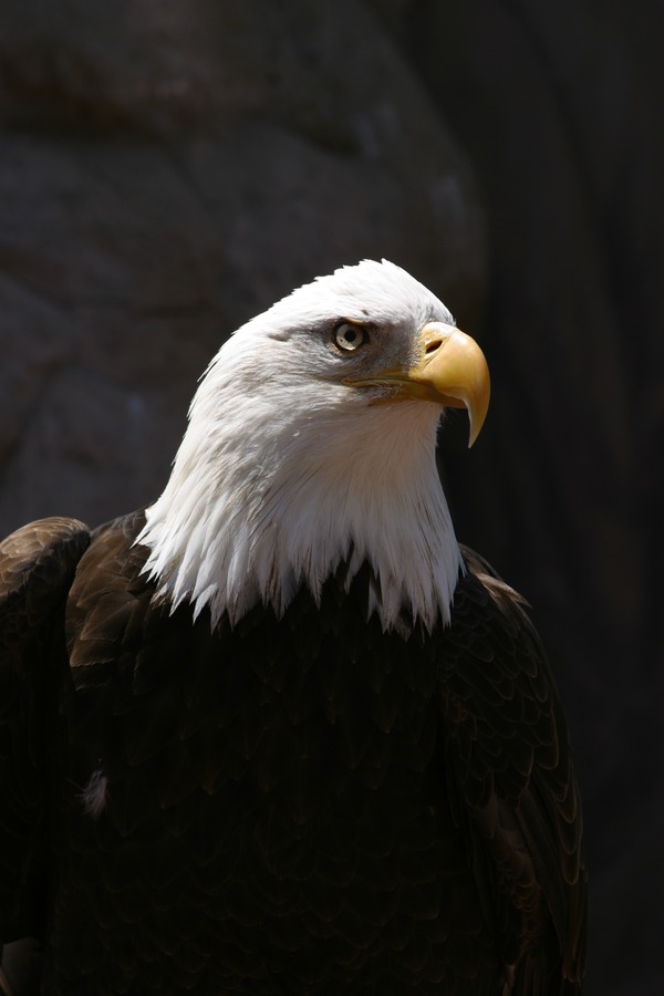 picture American aguila Eagle Bald picture Eagle Bald American aguila Bald_Eagle