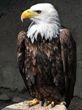 picture Eagle Bald aguila American Weisskopf_Seeadler_haliaeetus_leucocephalus_7_amk