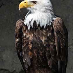 picture Eagle Bald aguila American Weisskopf_Seeadler_haliaeetus_leucocephalus_7_amk