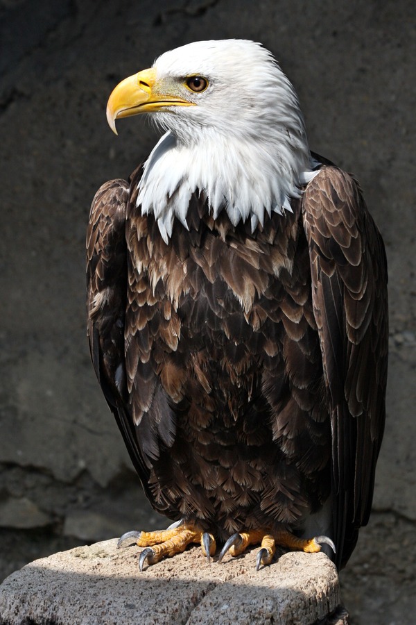 picture Eagle Bald aguila American Weisskopf_Seeadler_haliaeetus_leucocephalus_7_amk