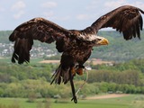 picture Eagle aguila American Bald Weisskopf_Seeadler_haliaeetus_leucocephalus_6_amk