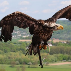 picture Eagle aguila American Bald Weisskopf_Seeadler_haliaeetus_leucocephalus_6_amk