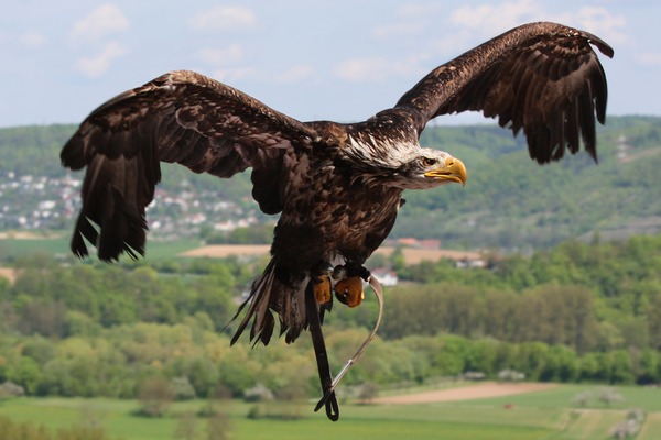 picture Eagle aguila American Bald Weisskopf_Seeadler_haliaeetus_leucocephalus_6_amk