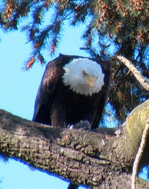 picture Eagle aguila American Bald eaglePapaFeed4