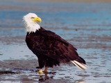 picture aguila American Eagle Bald picture Bald aguila Eagle American Eaglewonder2