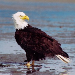 picture aguila American Eagle Bald picture Bald aguila Eagle American Eaglewonder2