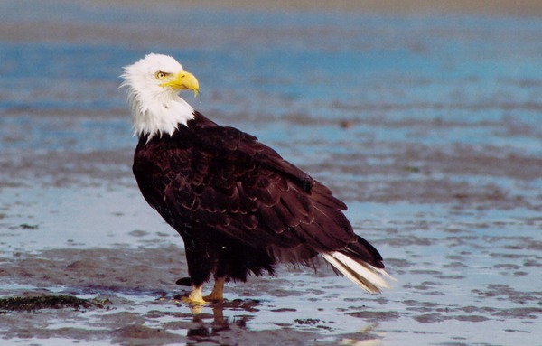 picture aguila American Eagle Bald picture Bald aguila Eagle American Eaglewonder2
