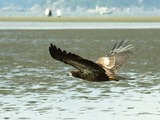 picture aguila Bald American Eagle Juvebaldeagle-6may91
