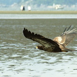 picture aguila Bald American Eagle Juvebaldeagle-6may91