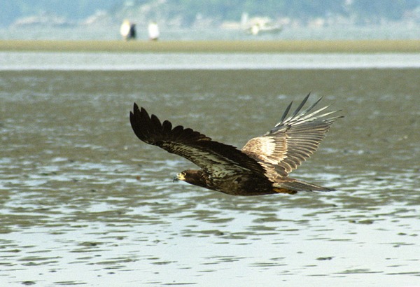 picture aguila Bald American Eagle Juvebaldeagle-6may91