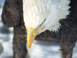 picture aguila Bald Eagle American Bald_Eagle_Alaska_(13)