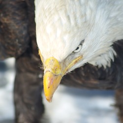 picture aguila Bald Eagle American Bald_Eagle_Alaska_(13)
