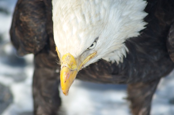 picture aguila Bald Eagle American Bald_Eagle_Alaska_(13)